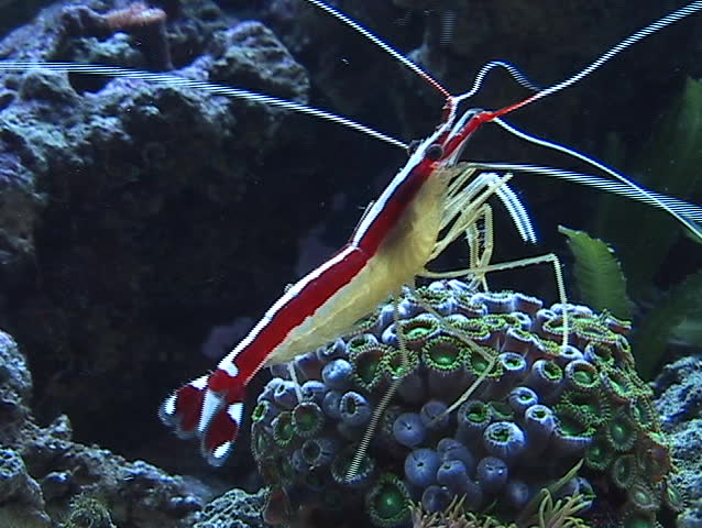 Seamless loop of shrimp on an anemone (Cnidarian), opening and closing it's cups by touching them with it's legs. 