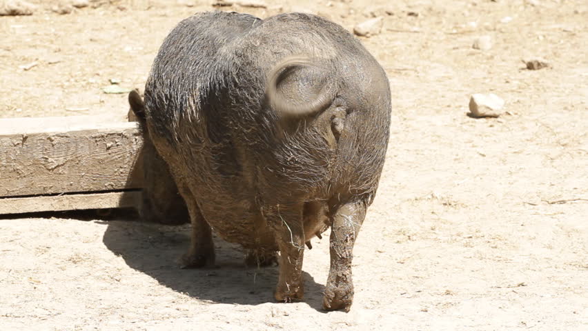 happy piggy wags a tail