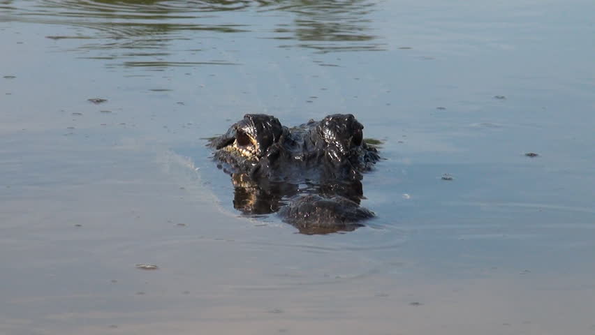 American alligator looking and camera and rolling its head in attempt to catch small fish
