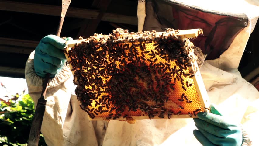 beekeeper bees are checked