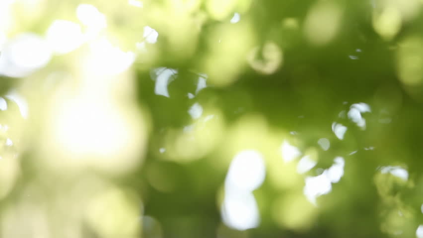 green leaves on tree