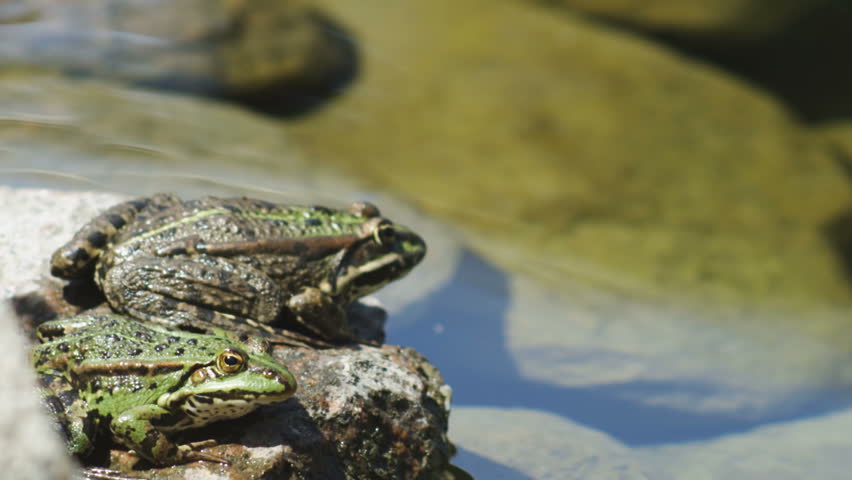 Jumping frog. Shot on RED at 120fps.