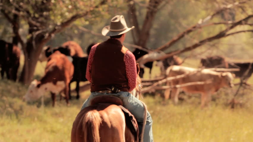 Cowboy and Cattle