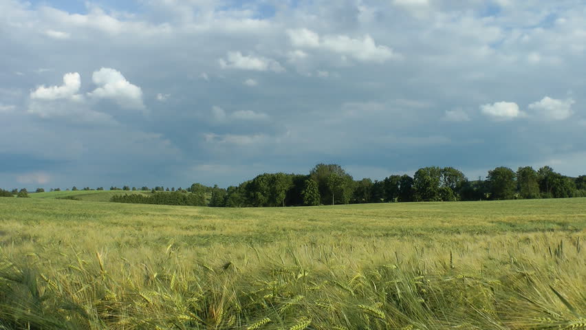 Grain field Mecklenburg Western Pomerania, Germany