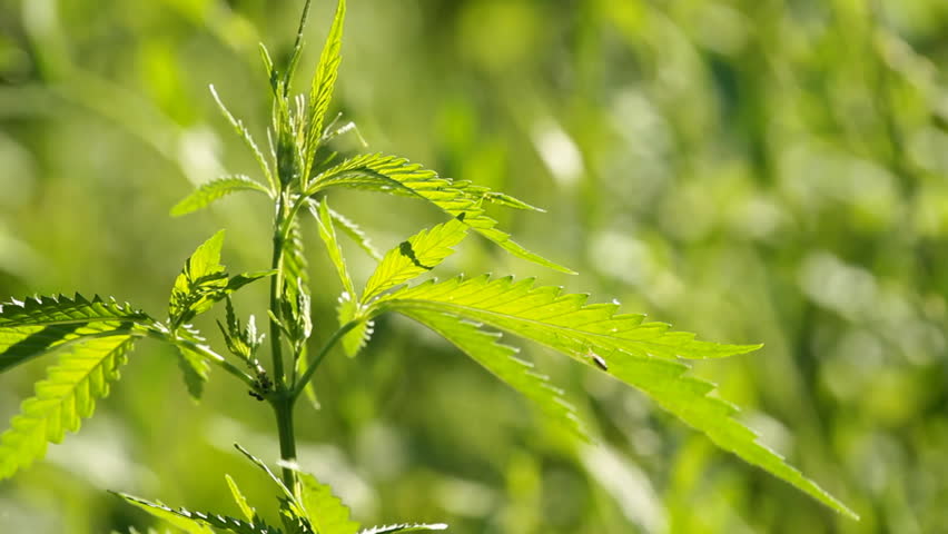 marijuana plant .