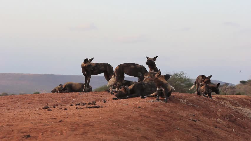 Header of African Wild Dog