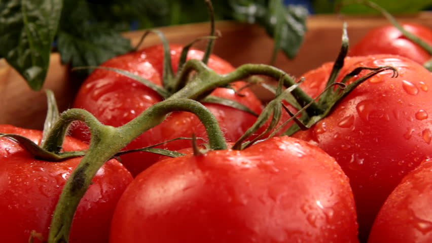 Camera pans across ripe tomatoes on the vine with morning mist