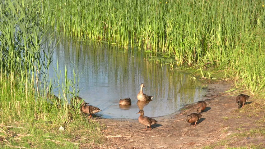 Morning on the lake, the duck family 