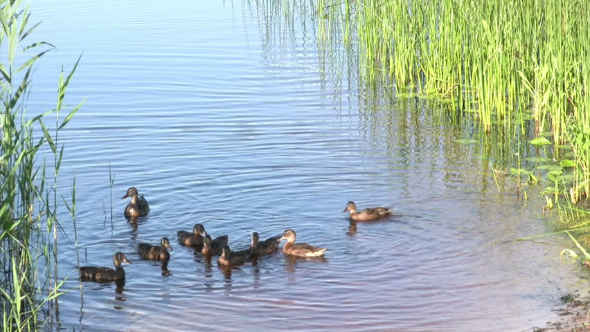 Morning on the lake, feeding of duck family 