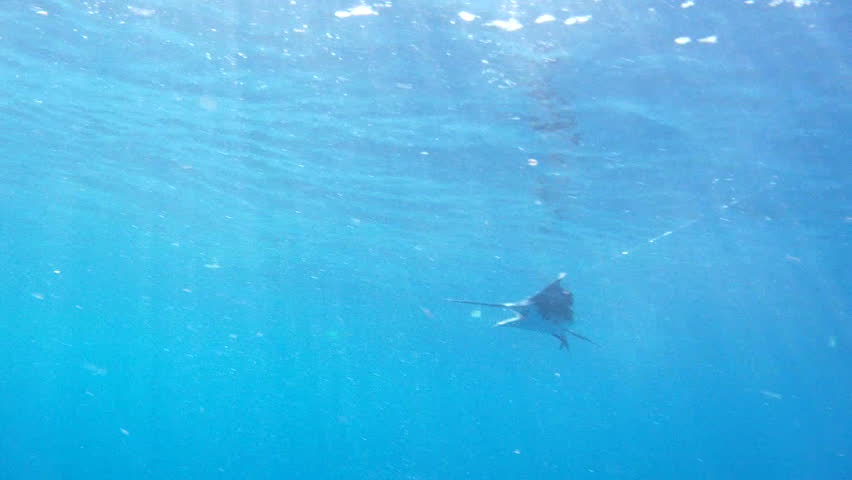 Sailfish Underwater 