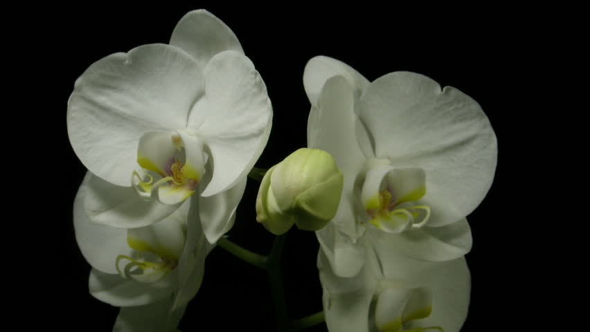Time-lapse of white orchid opening 2 