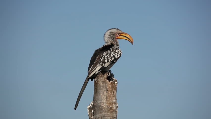 Yellow-billed hornbill (Tockus flavirostris) sitting on a branch preening, South Africa