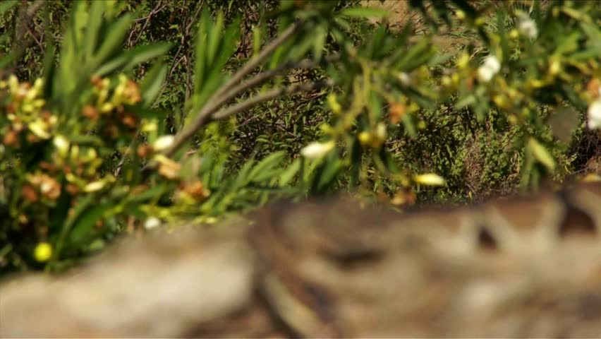 Ball Python in Nature