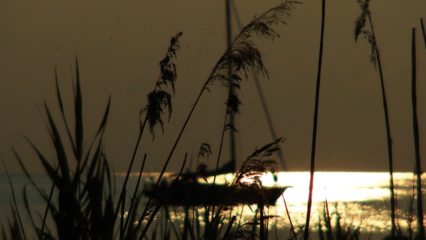 Baltic sea / Poel Island near Wismar (mosquitoes flying near the reeds)