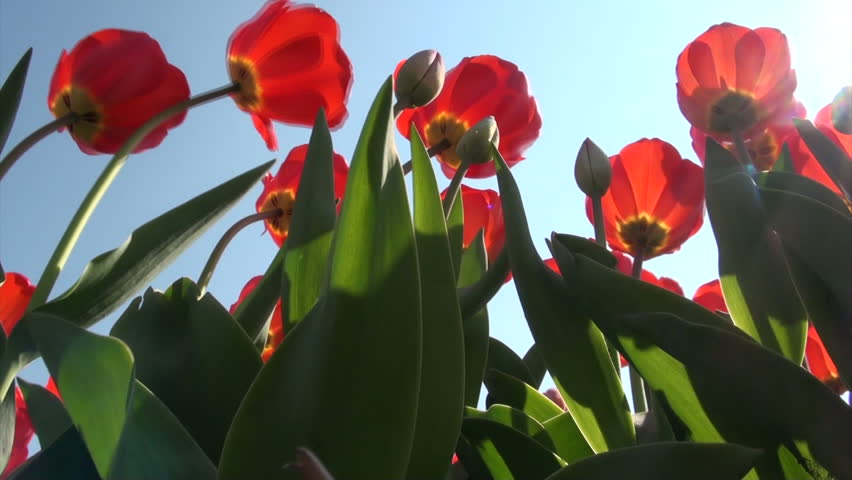 Sun shines through red tulips