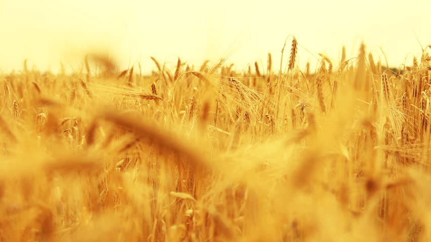 Field of swaying golden Wheat (HQ 1080P)