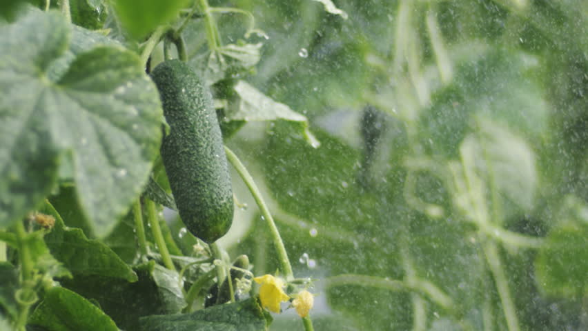 Close-up of cucumber in  greenhouse sprinkle.