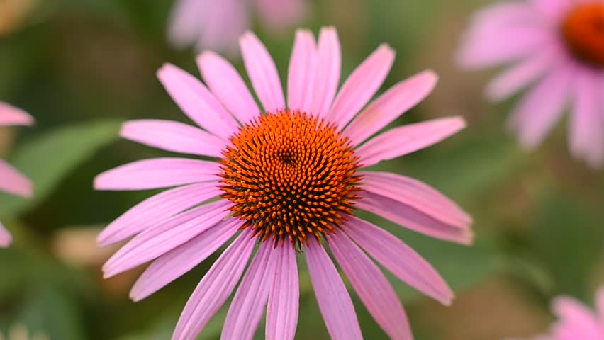 echinacea