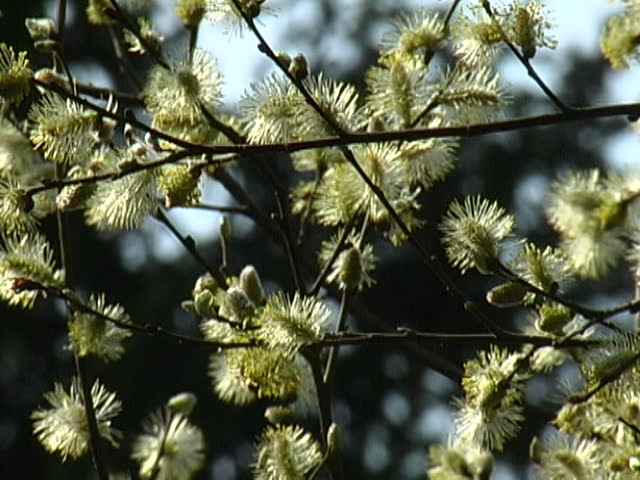 Willow Catkin.  Willow Catkin 