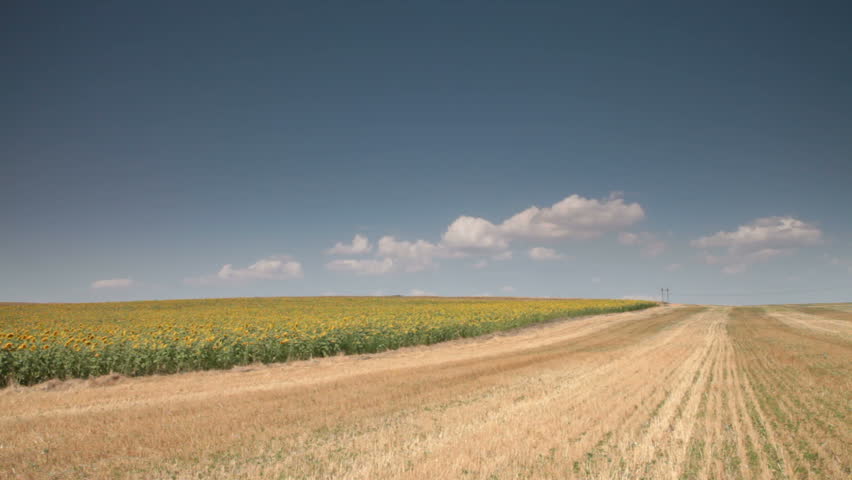 sunflowers field under blue  sky