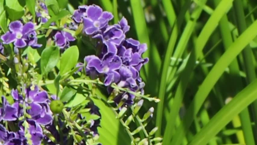 Header of Acanthus