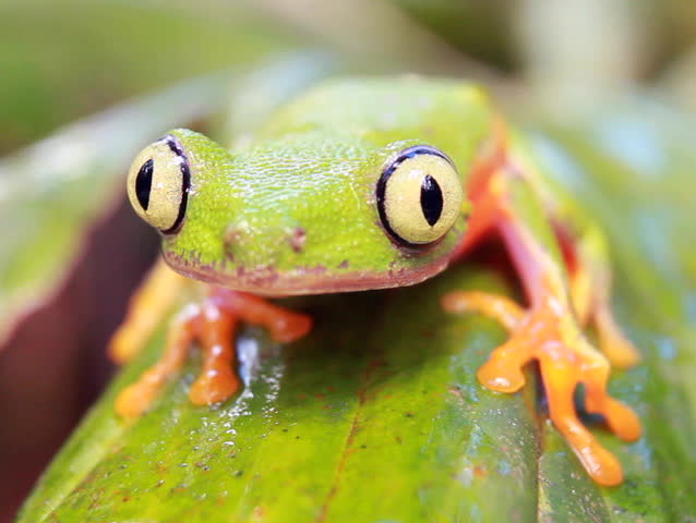leaf frog learning