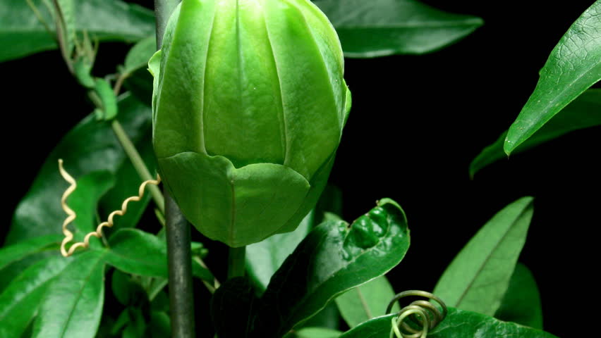 Timelapse of a passion flower blooming.