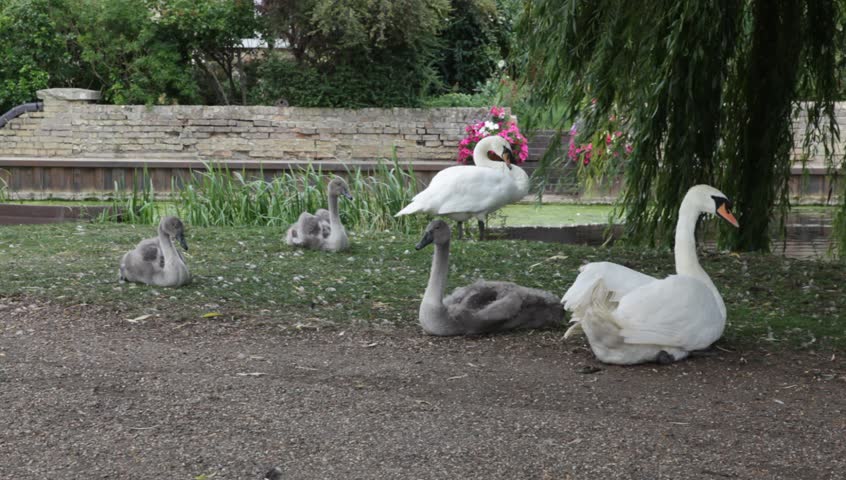 Family of swans preening themselves on a river bank.