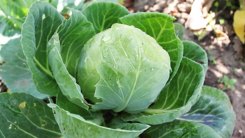 gentle woman hands gather cabbage with knife, close-up