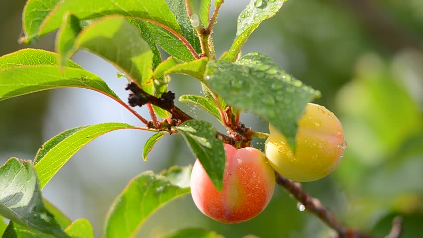 Plums on tree