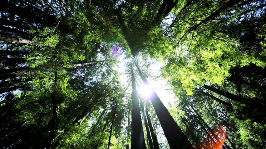 High angle view looking to the tops of giant redwood trees growing in a national park in California, USA