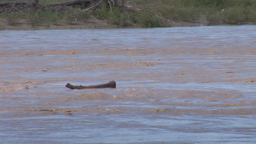 log floating in the swift muddy stream