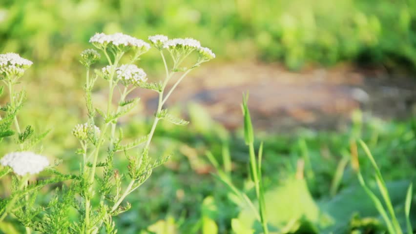 Milfoil