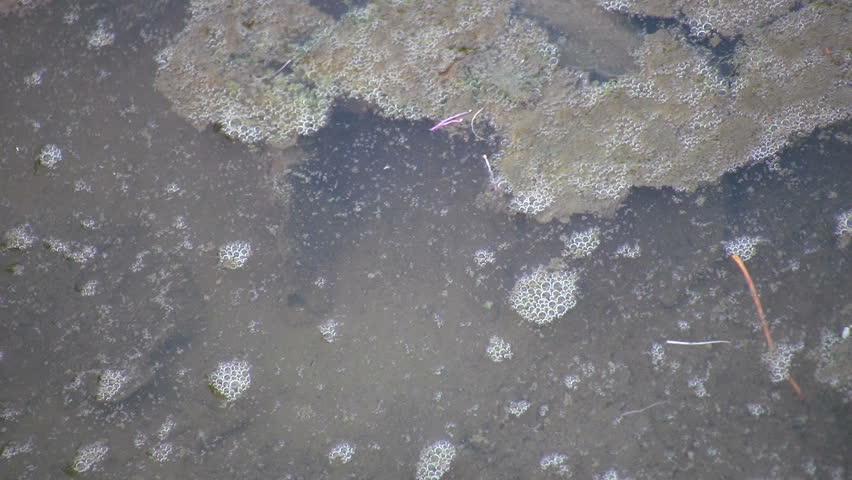 Dirty, polluted water in a stream.