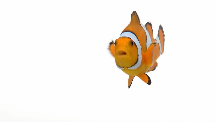 Clown Fish swimming around