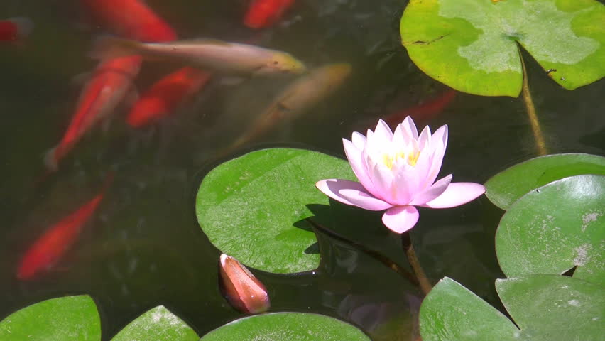Koi carp sail in pond with pink flower of a lotus 