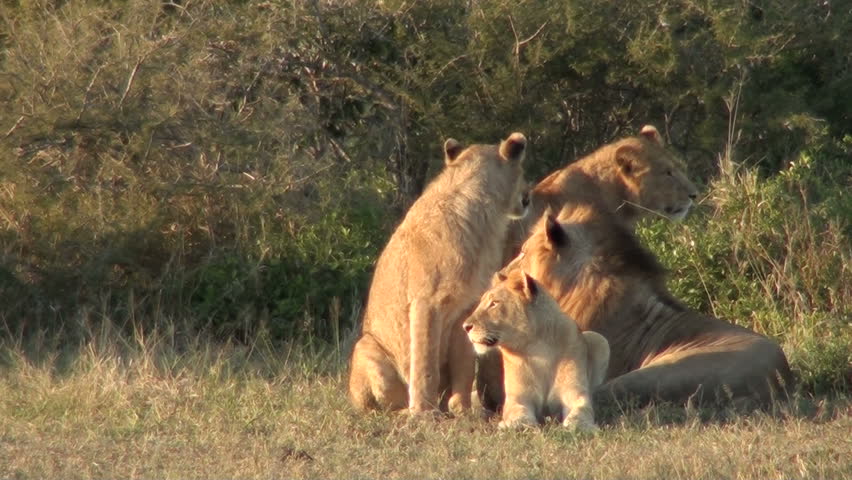 Male lion with three lionesses