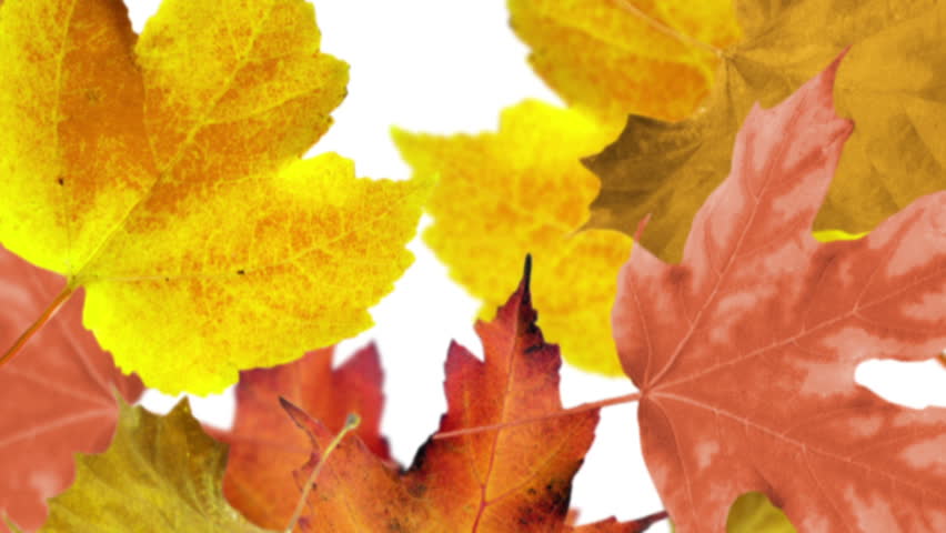 Autumn leaves background. Loop 