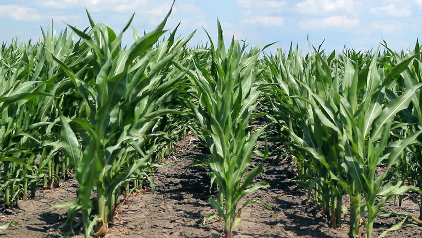 Cornfield on a bright sunny day. HD 1080i.