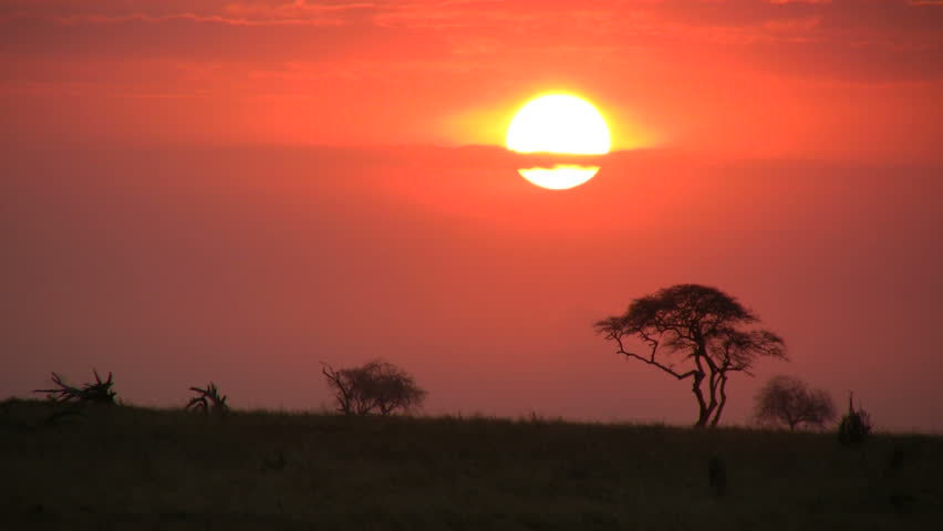 elephants walking in the setting sun 2