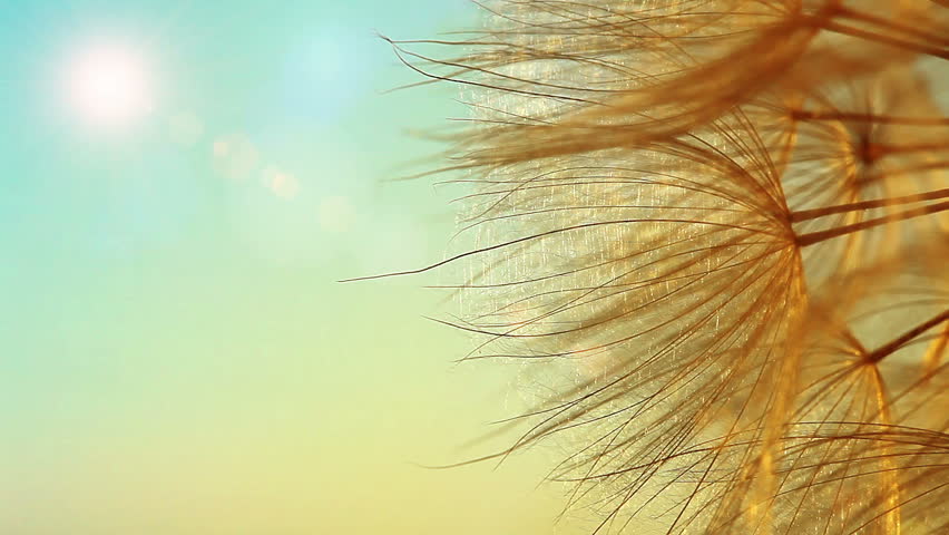 dandelion macro