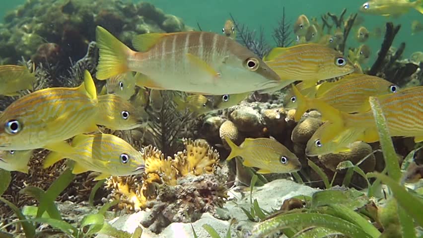 Coral with school of tropical fish, Caribbean sea, Costa Rica