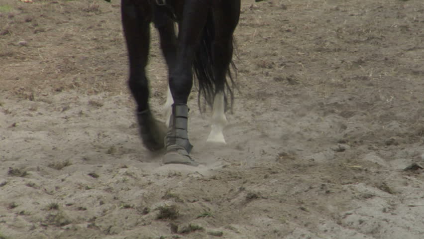 Closeup slow motion of horse 