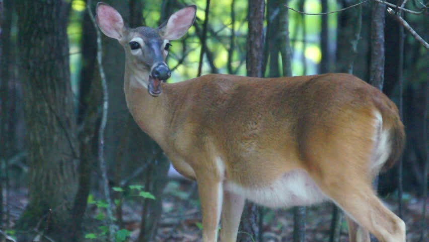 Pregnant Whitetail Deer (Odocoileus virginianus)  in June preparing to deliver. Doe has at least twins since she is so large.