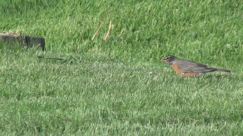 The Early Bird Catches the Worm, A Determined Robin Attempts to Catch a Worm