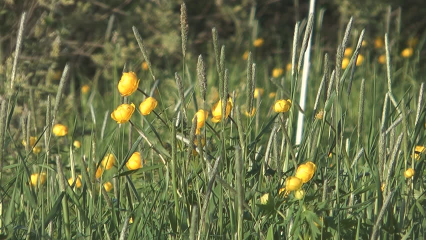 Yellow globeflower in the field on a sunny day.