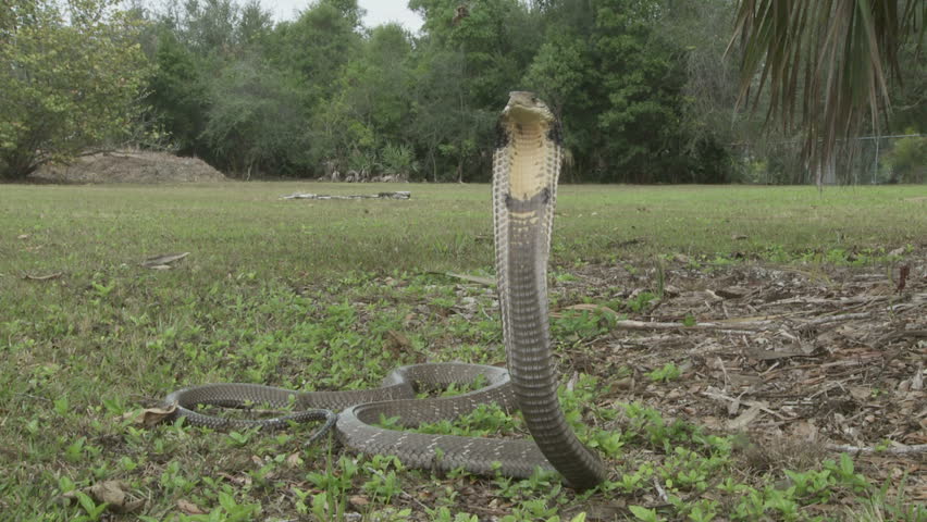 King Cobra alert & angry
