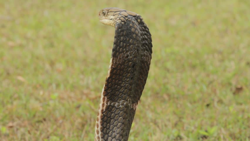 King Cobra alert & angry