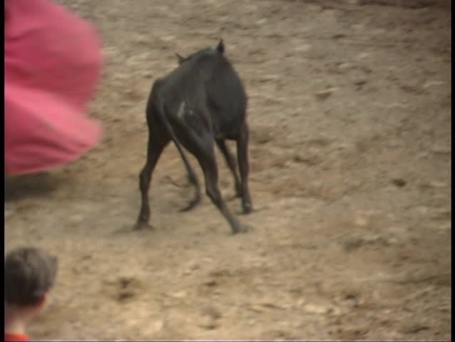 COLOMBIA - CIRCA 2010: A  bullfighter taunts a bull with a red cape circa 2010 in Colombia.