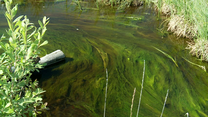 sargassa in the river